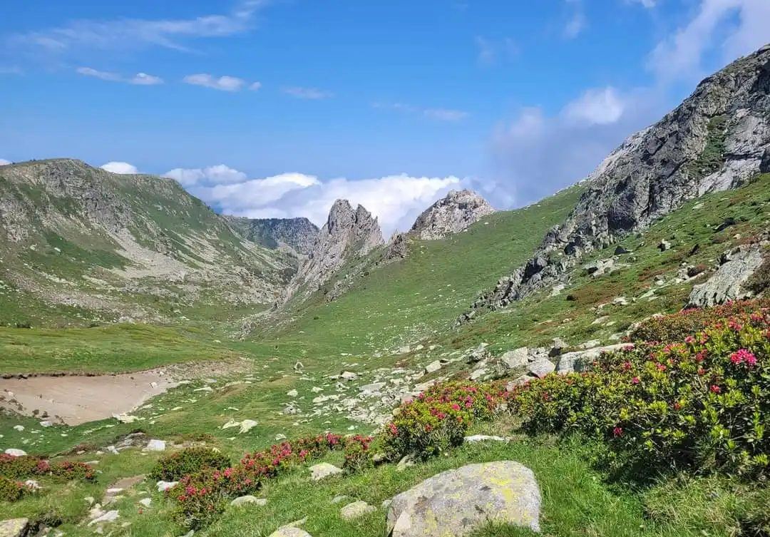 Prairie d’altitude, rhododendrons et sommets rocheux au-dessus de Nohèdes